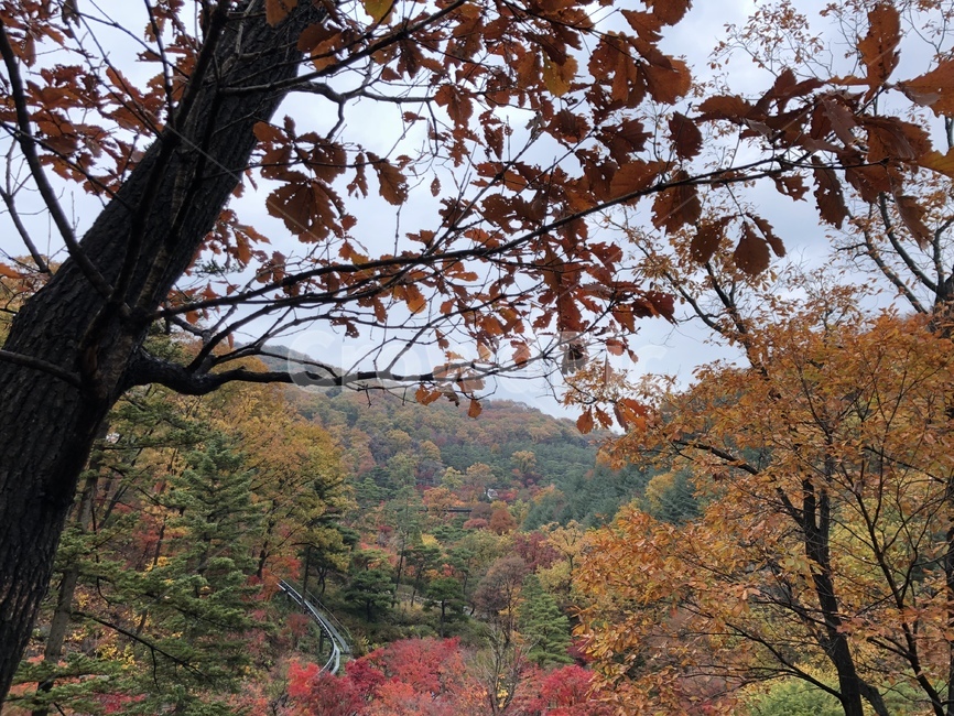 단풍,단풍숲,단풍놀이,화담숲,풍경,가을풍경,가을,계절,fall,autumn,season,tree,나무,plant,식물,tree trunk,나무 줄기