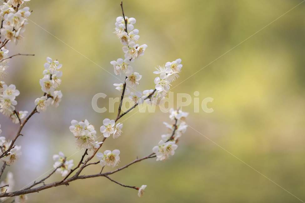 plant,식물,flower,blossom,spring,봄,twig,나뭇가지