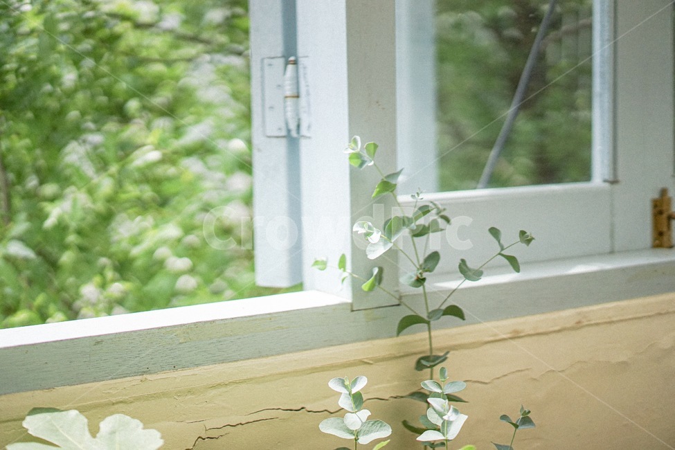 식물,잎,창문,자연,초록색,창틀,식물,자연,plants,nature