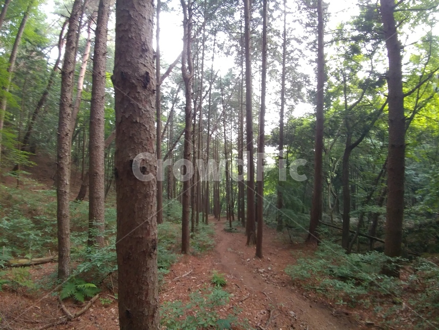 편백,편백숲,숲,식물,편백나무,측백나무과,구과목,상록침엽교목,chamaecyparisobtusa,자연,풍경,nature,landscape,path,통로,ground,바닥,plant,tree,나무