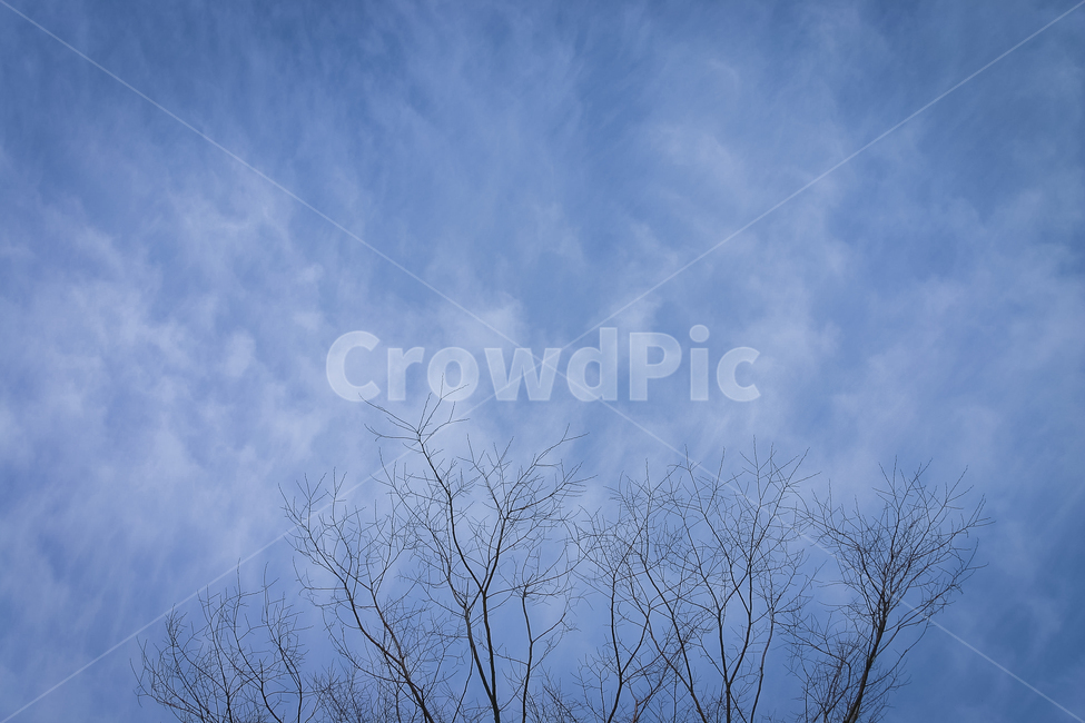하늘,구름,나뭇가지,나무,흰구름,자연,풍경,nature,landscape,outdoors,옥외