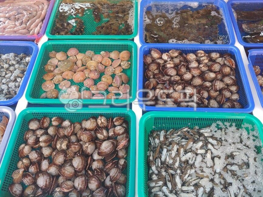 seafood,Beach,ocean,clam,Collection of seashells