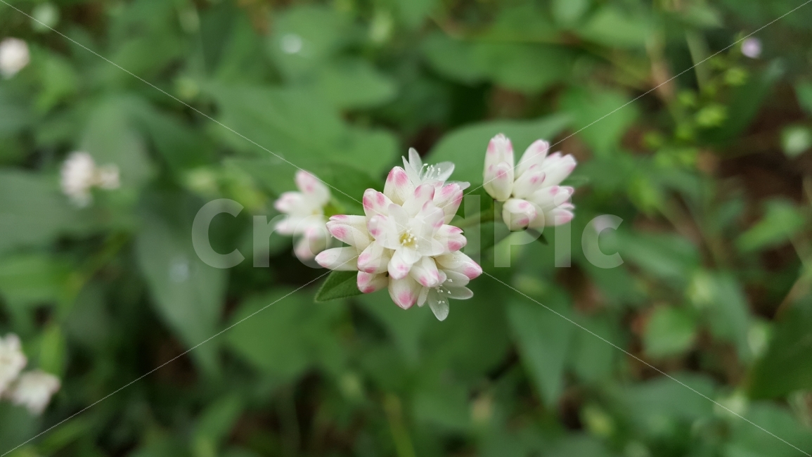 들꽃,이름모를꽃,꽃,싱그런운꽃,분홍꽃,식물,자연,plants,nature,꽃,flower