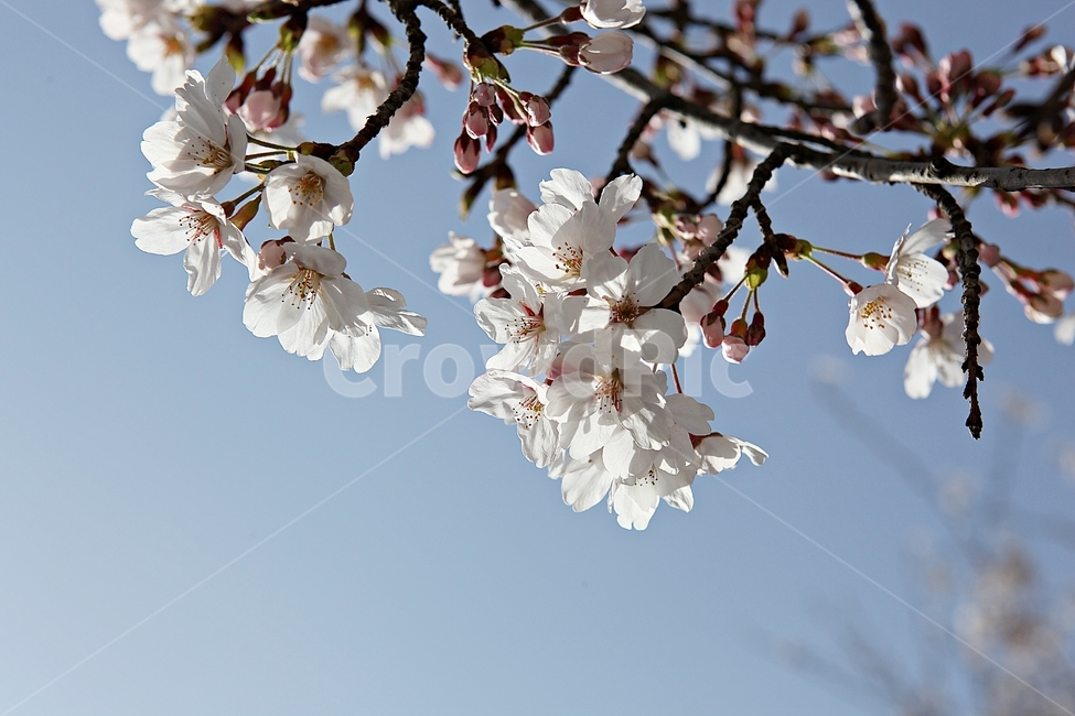 벗꽃,벗나무,꽃,봄꽃,벗꽃잎,꽃잎,식물,자연,공원,식물,자연,plants,nature,꽃,flower