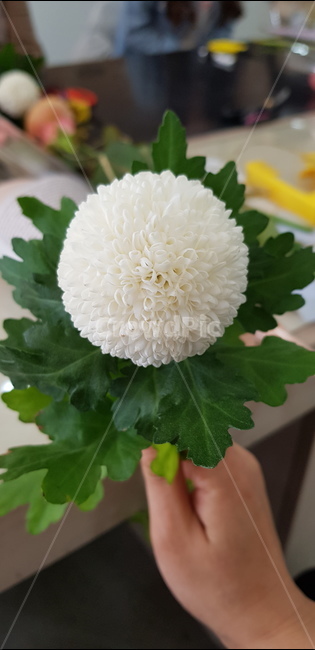 꽃,식물,국화,퐁퐁국화,흰색국화,flower