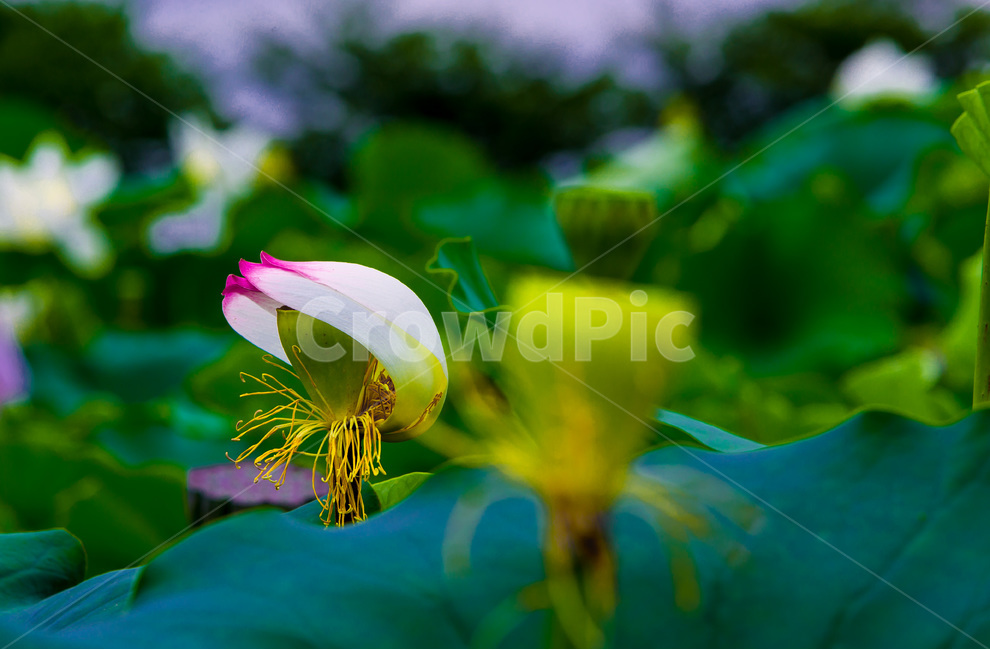 꽃잎,낙화,연잎,문양,무늬,자연,식물,자연,plants,nature,꽃,flower