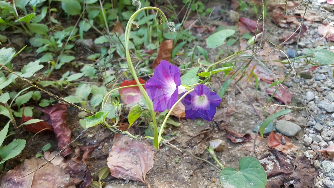 식물,나팔꽃,꽃,왕피분교,보라,울진,삼근초,식물,자연,plants,nature,꽃,flower