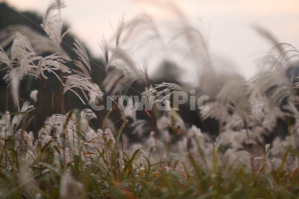 가을,어딘가,따뜻한,가을픙경,flowers,autumn,autumnscenery,가을꽃,cosmos,가을,계절,fall,autumn,season,자연,풍경,nature,landscape,grass,잔디,plant,식물,lawn