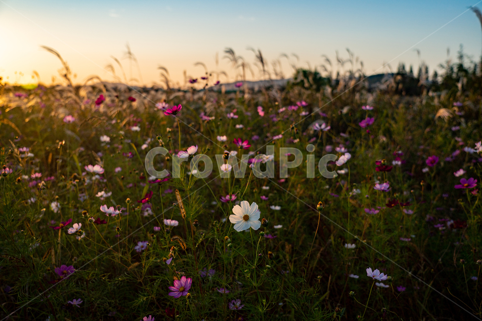 코스모스,cosmos,가을,autumn,fall,자연,nature,꽃,식물,plant,자연,풍경,nature,landscape,식물,plants