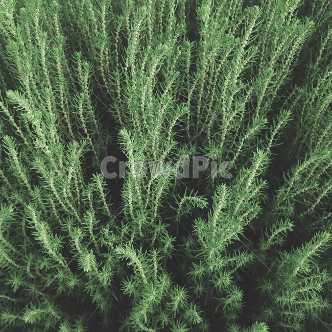 풀,natural,자연,녹색,green