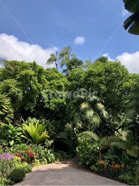 outdoors,옥외,plant,식물,vegetation,초목,garden