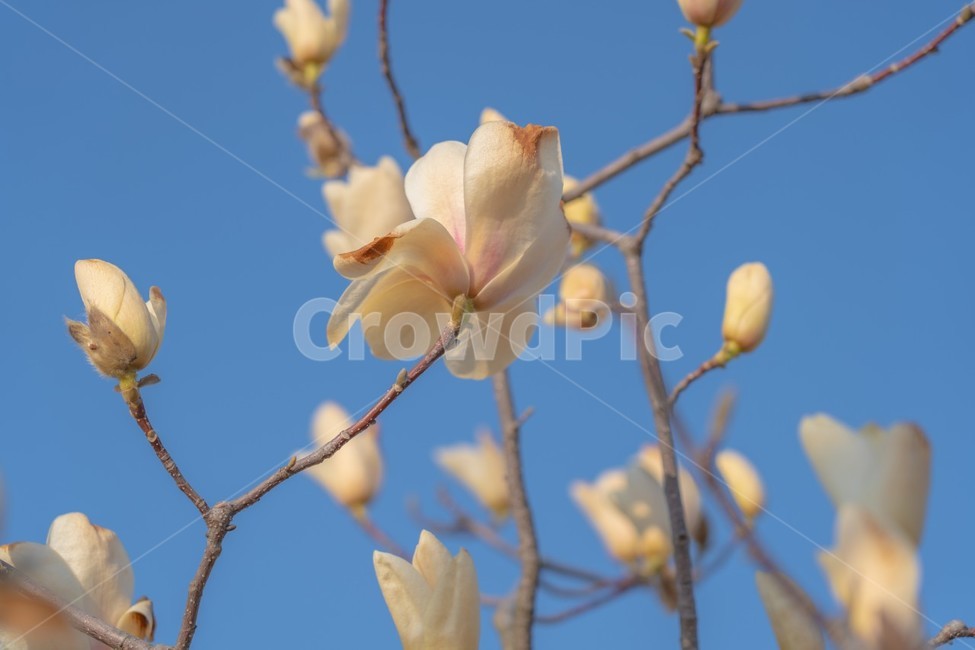봄,봄꽃,spring,꽃,하얀색꽃