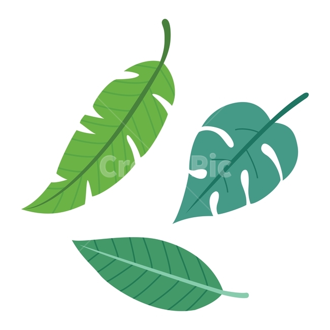 열대,야자잎,잎,식물,자연,초록,나뭇잎,여름,봄,일러스트,illustration,palm,tropical,vector,design,plant,nature,leaf,green,그래픽,일러스트레이션,graphic,illustration