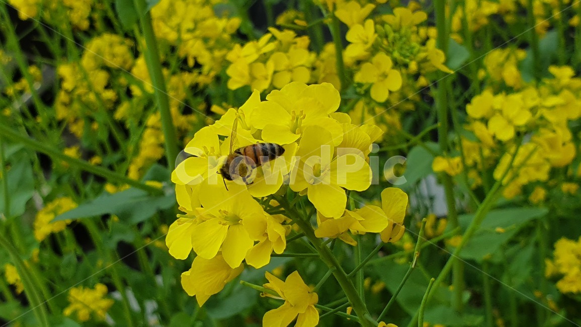 벌,노란색,유채꽃,꿀벌,매크로,접사,귀여움,yellow,bee,일벌,work,봄,계절,spring,season,식물,자연,plants,nature,꽃,flower,동물,animal,곤충,벌레,insect,bug,invertebrate,무척추 동물,honey bee