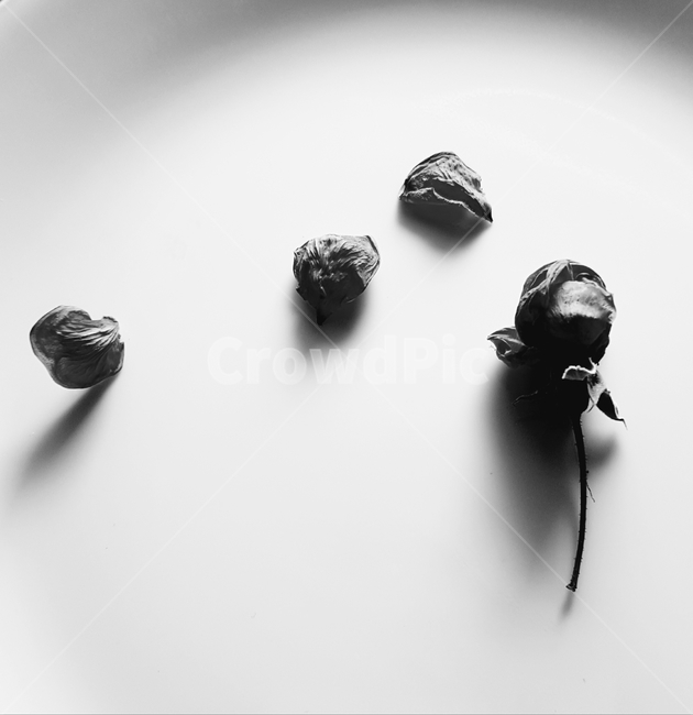 plant,식물,장미꽃,흑백,잎,흩날리다,가시