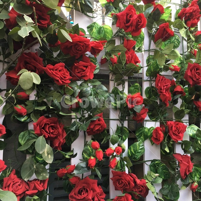 장미,꽃,장미꽃,빨간색,자연,울타리,식물,자연,plants,nature,꽃,flower