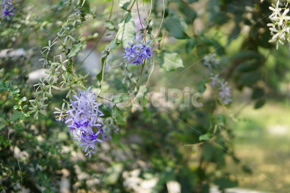 plant,식물,flower,꽃,blossom,공원,park,garden,정원,꽃잎,petal,violet,보라,숲,forest,nature,자연,green,초록,컬러,color,식물,자연,plants,nature,꽃,flower