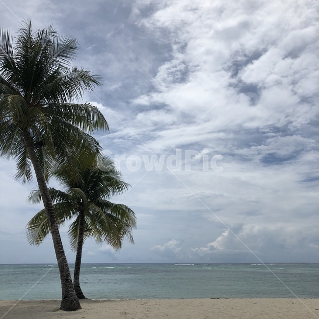 사이판,구름,하늘,야자수,바다,태양,자연,풍경,nature,landscape,해변,바다,beach,sea,식물,plants,나무,trees,wood,summer,여름