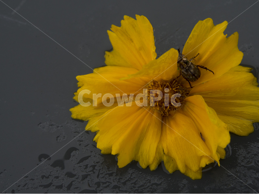 꽃,벌레,꽃잎,빗방울,노랑,식물,자연,plants,nature,꽃,flower,동물,animal,곤충,벌레,insect,bug