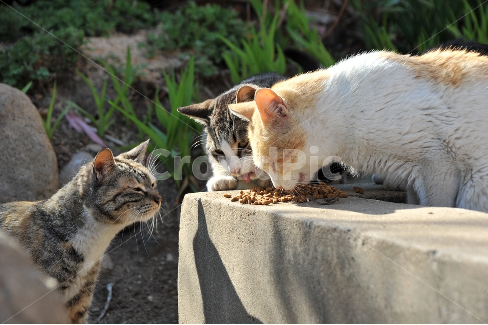 고양이,포유류,길고양이,캣맘,사료주기,동물,짐승,애묘,호랑이,동물,animal,포유류,mammal,고양이,cat,kitten,kitty
