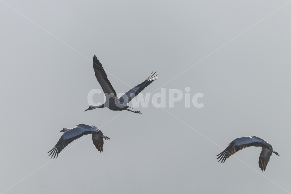 flying,나는,animal,동물,bird,새,wintervisitor,철새,겨울철새,migratorybirds,landscape,nopeople,sky,fly,하늘,재두루미,ashcrane,안개,fog,nature,wing,outdoors,동물,animal,조류,새,birds