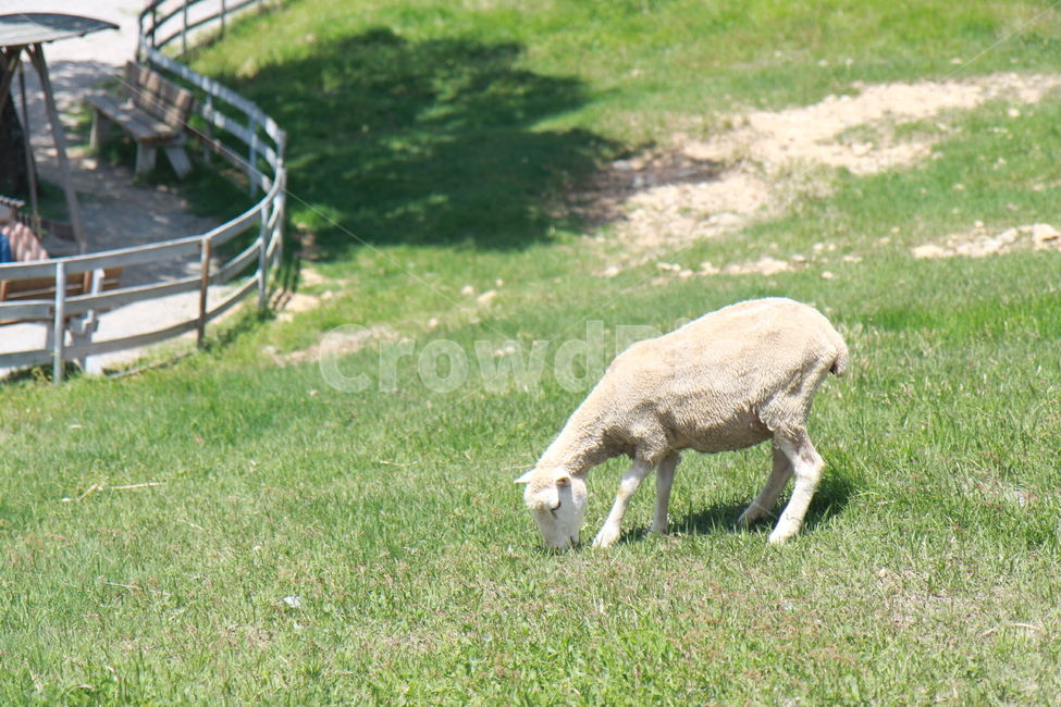 목장,양,양털,햇살,sheep,포근함,풀