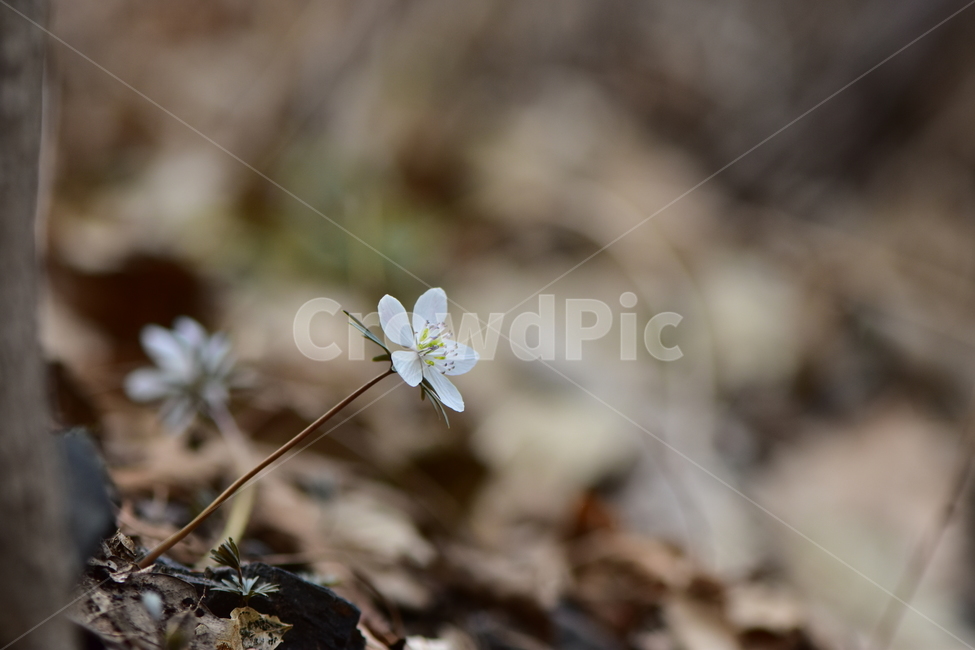변산바람꽃,야생화,봄,꽃,흰색,자연,식물,식생,봄의전령사,풀꽃,미나리아재비과,plants,nature,spring,season,flower,식물,자연,plants,nature,꽃,flower