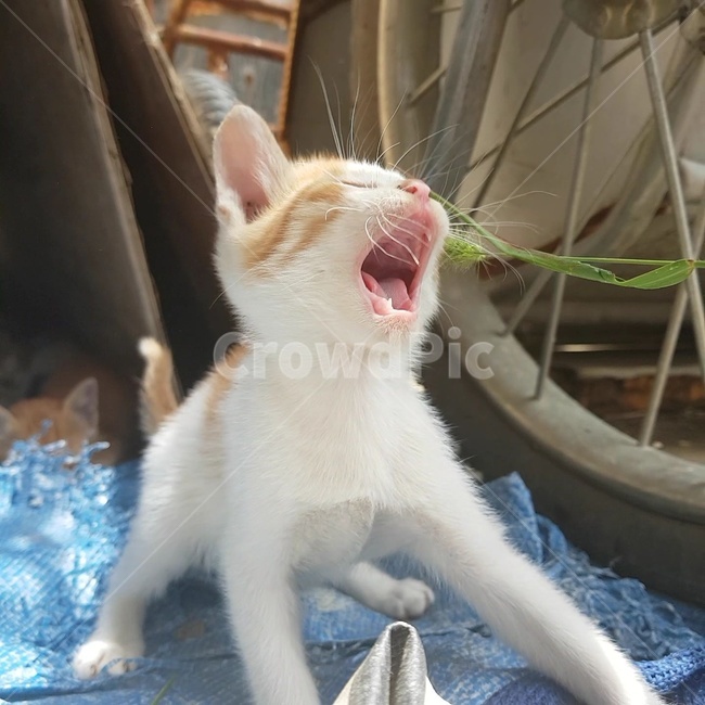 고양이,호들갑,놀람,강아지풀,입