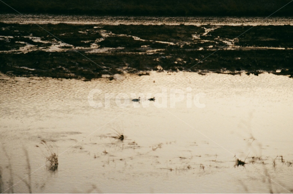 강,오리,동물,여유로움,산책,연인,자연,water,nature,필름