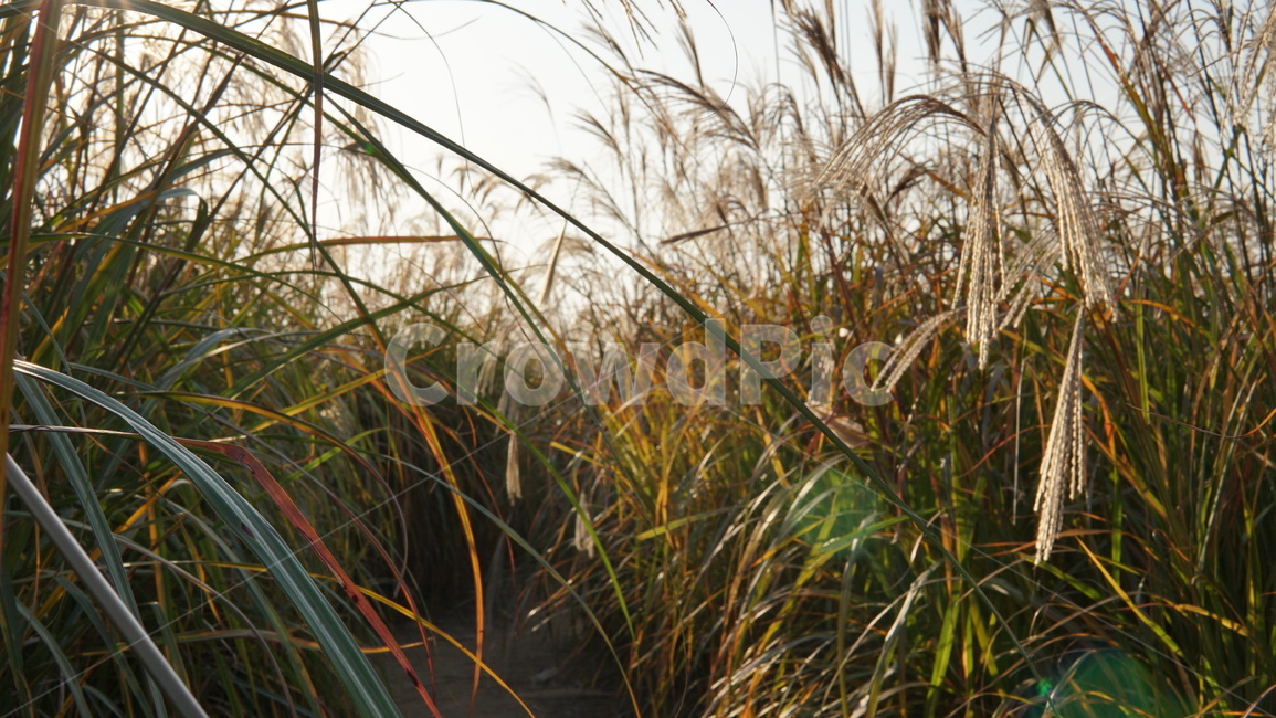 가을,숲,갈대숲,갈대,하늘공원,가을,계절,fall,autumn,season,grass,잔디,plant,식물
