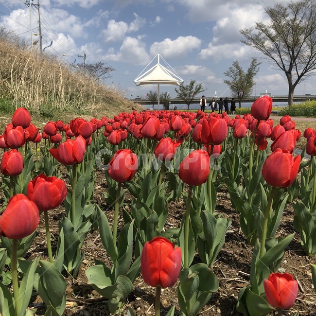 튤립,하늘,봄,꽃,자연,봄,계절,spring,season,식물,자연,plants,nature,꽃,flower,plant,blossom