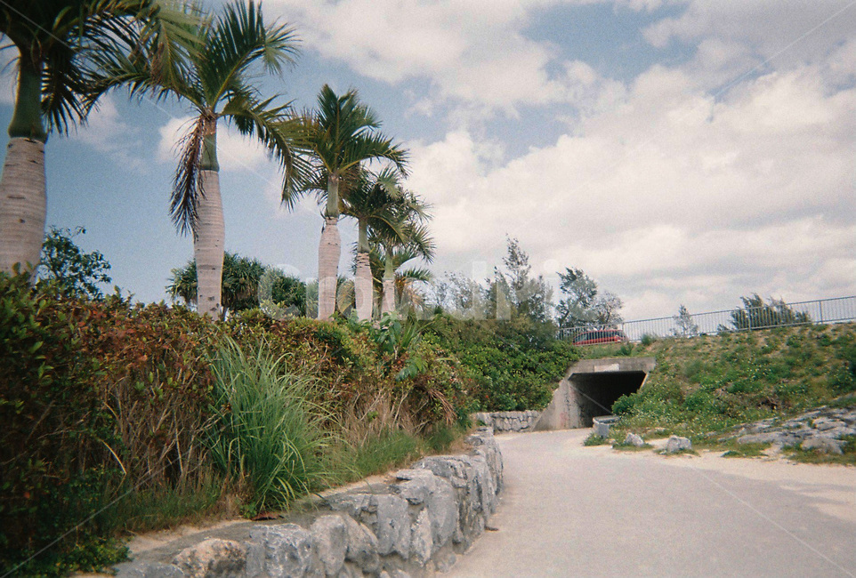 일본,자연,풍경,야자수,색감,감성,필름카메라,자연,풍경,nature,landscape
