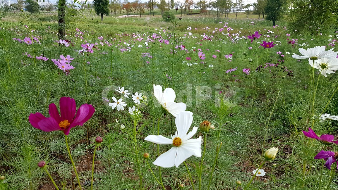 가을,꽃,봄,들꽃,생화,가을,계절,fall,autumn,season,식물,자연,plants,nature,꽃,flower,outdoors,옥외,grassland,목초지,field,들,plant