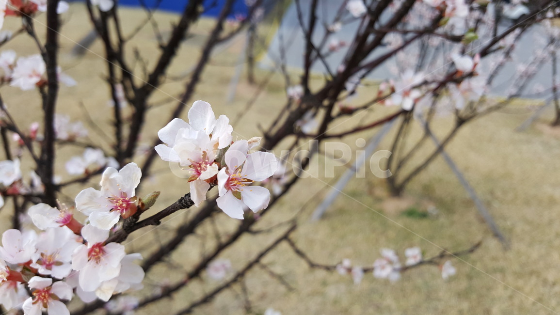 봄,꽃,벚꽃,화사함,따뜻,산뜻,향기로운,밝은,풍족함,봄,계절,spring,season,식물,자연,plants,nature,꽃,flower,plant