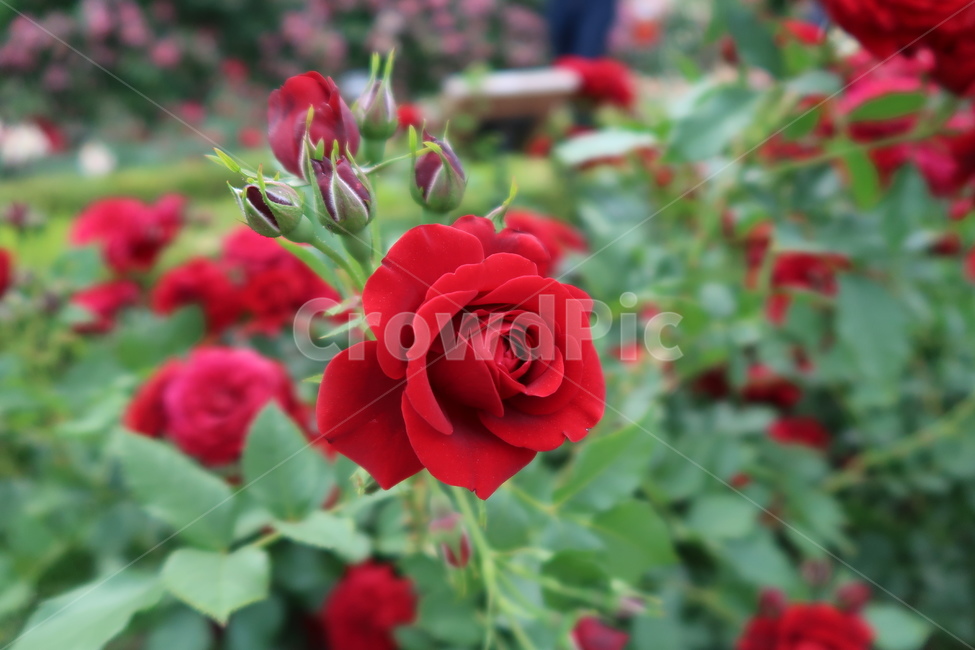 장미,장미축제,빨간색,rose,flower,꽃놀이