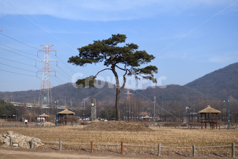 나무,공원,하늘,소나무,겨울풍경