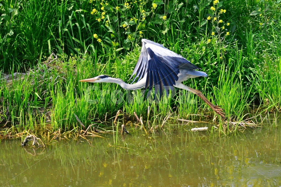 animal,동물,bird,새,waterfowl,물새,stork,황새,하천,강변,왜가리,백로,비상,동물,animal,조류,새,birds