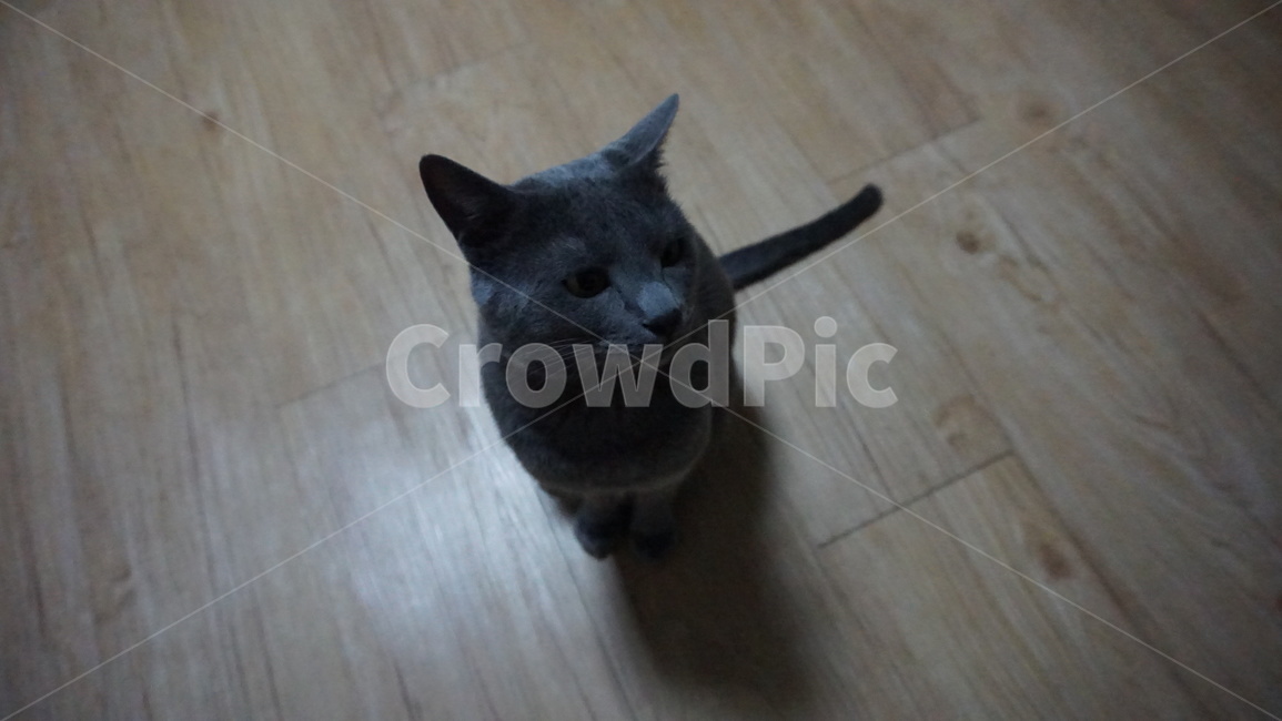 고양이,러시안블루,반려묘,애완동물,반려동물,cat,동물,animal,포유류,mammal,고양이,cat,kitten,kitty
