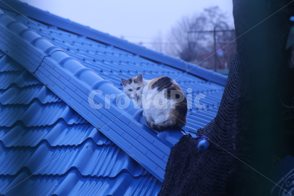 고양이,파란색,지붕,눈치,그물망,cat