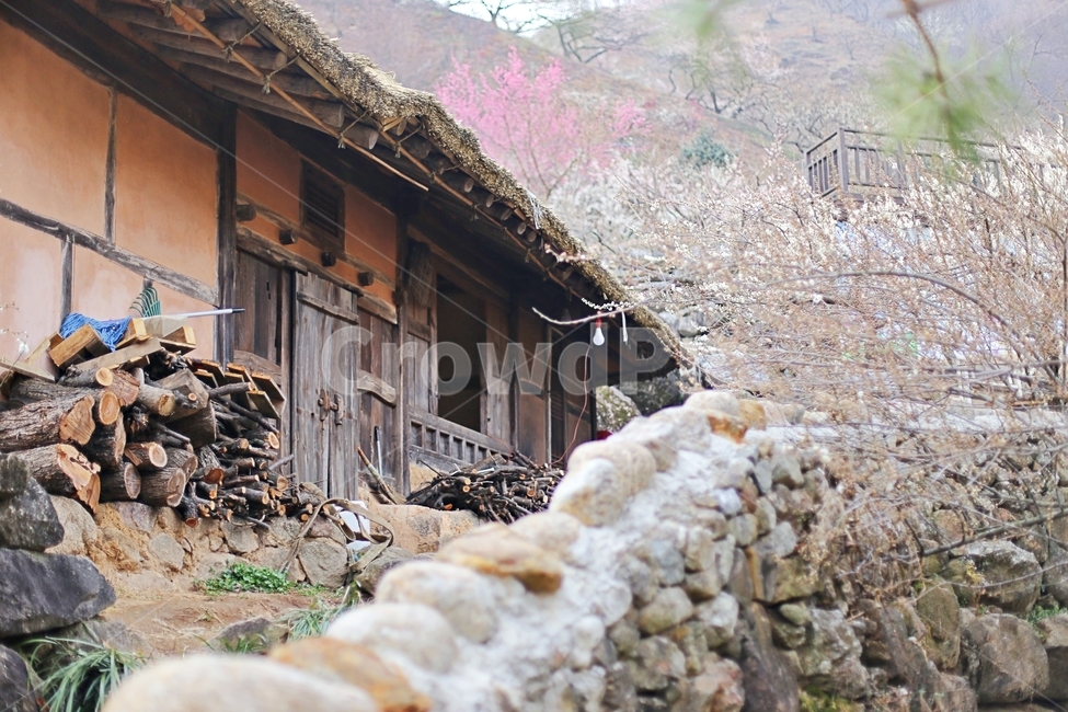 하동,매화마을,매화축제,매화꽃,매화,꽃,flower,hadong,시골,마을,풍경,landscape,country,rural,town