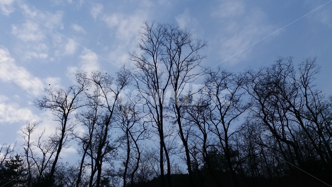 자연,실루엣,밤하늘,나무,하늘,자연,풍경,nature,landscape,silhouette