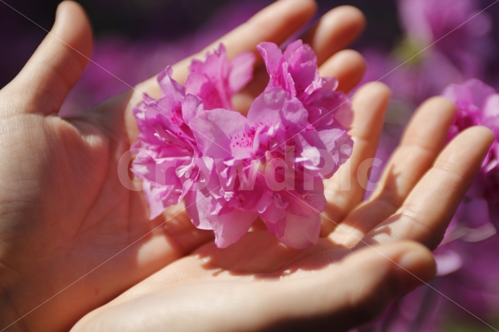 꽃을든손,꽃,본홍색,가지런한,두손,모으다,희망,낭만,따듯함,식물,자연,plants,nature,꽃,flower,사람,인물,인간,human,person