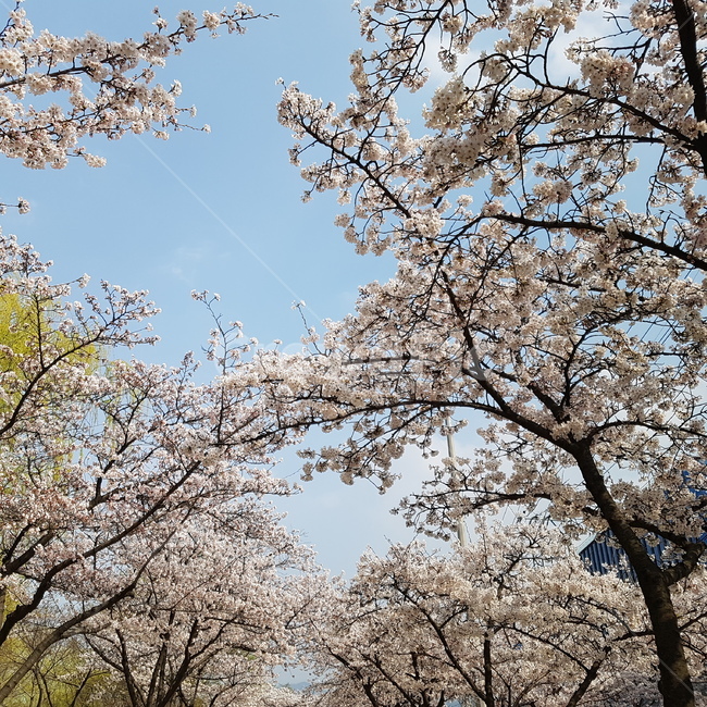 벚꽃,꽃,봄,나무,수성못,봄,계절,spring,season,plant,식물,flower,blossom,cherry blossom
