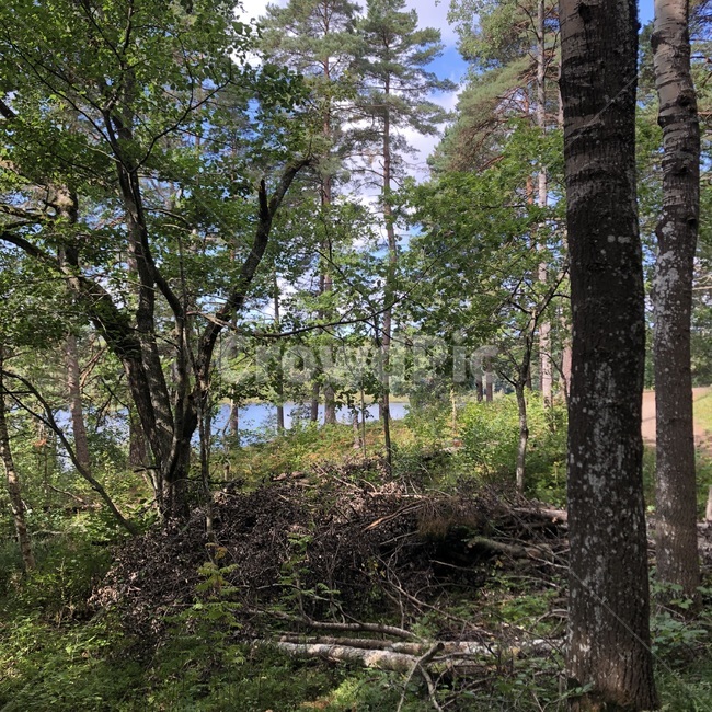 북유럽,스웨덴,자연,숲,tree,나무,plant,식물,treetrunk,나무줄기