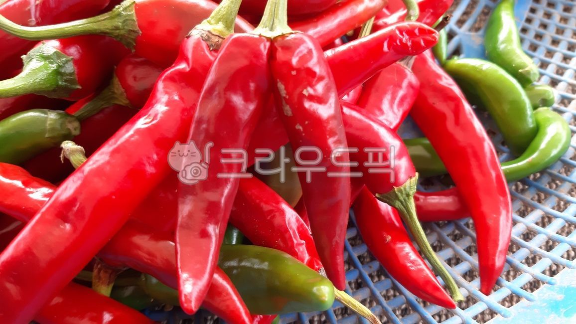 식물,plant,고추,빨간고추,수확