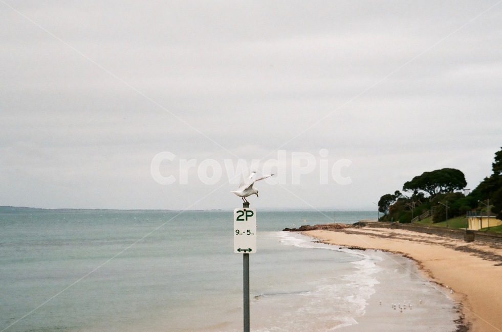 새,자연,동물,잔디,필름사진,필름,갈매기,하얀,초록,bird,seagull,white,filmphotography,바다,해변