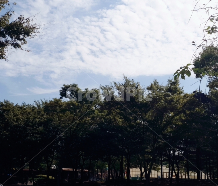 tree,나무,plant,식물,하늘,식물,자연,plants,nature,나무,trees,wood