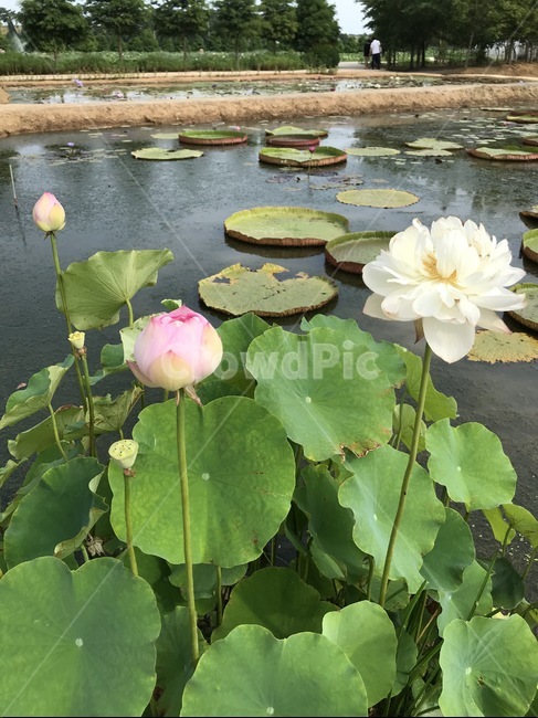 plant,식물,blossom,꽃,연꽃,연못,물,자연,nature