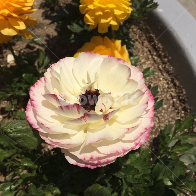 blossom,plant,식물,flower,꽃,식물,자연,plants,nature,꽃,flower