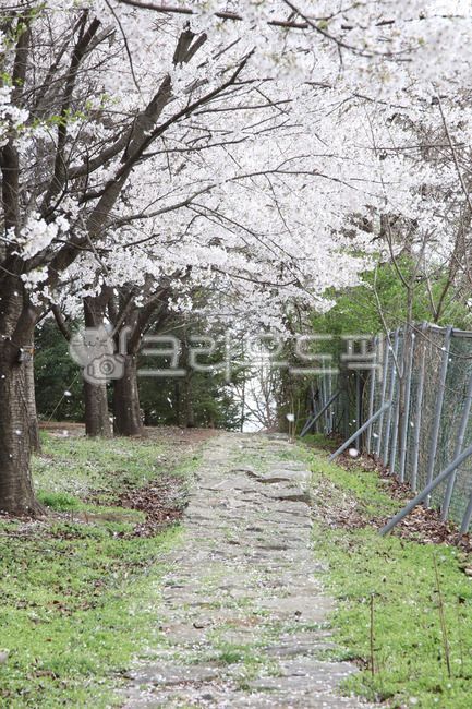 cherry,Cherry Blossom,cherry blossom rain,cherry blossom tree,spring flowers,spring,trail,cherry blossom petals,Cherry Blossom Tunnel,Cherry Blossom Ending,cherry blossom road,road,walking path
